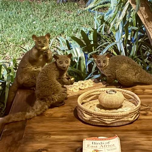 Bushbabies being hand-fed banana on the veranda table