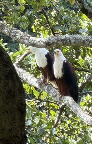 Two African fish eagles in a tree above the lake