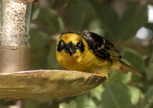 A weaver bird at the feeder