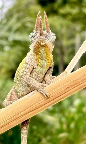A three-horned Jackson's chameleon