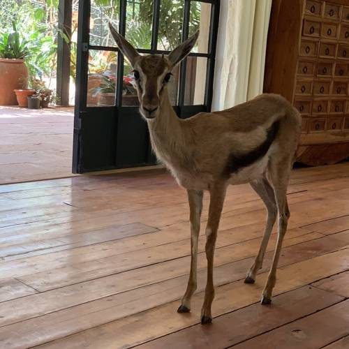 A gazelle wandering in from the garden