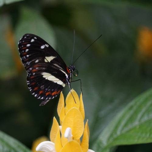 A butterfly on the garden flowers