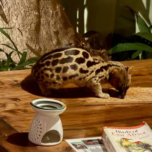A genet up close