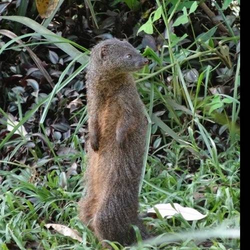 A slender mongoose standing alert in the grass
