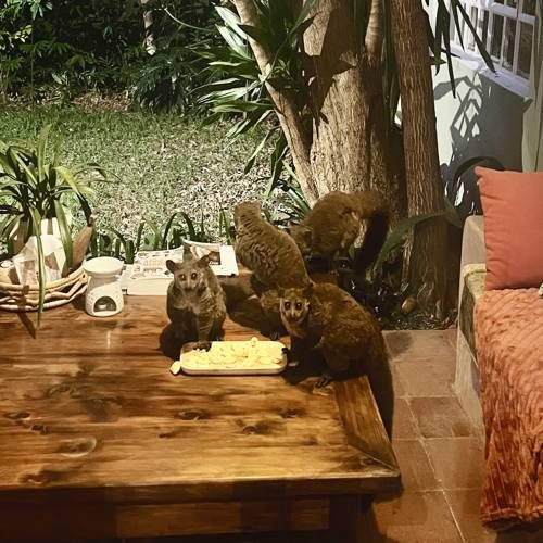 Bushbabies being hand-fed banana slices at the table