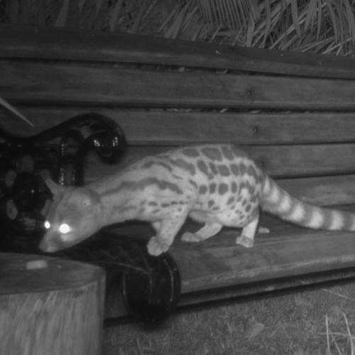 A genet, caught on the trail camera at night