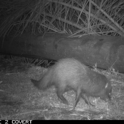 A marsh mongoose, caught on the trail camera at night