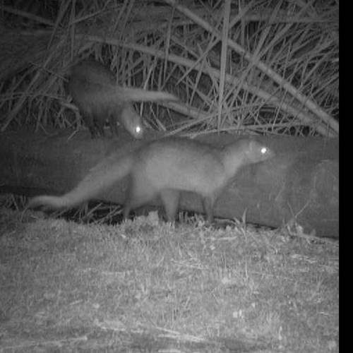 A white-tailed mongoose, caught on the trail camera at night