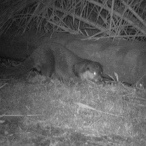 An otter, caught on the trail camera at night
